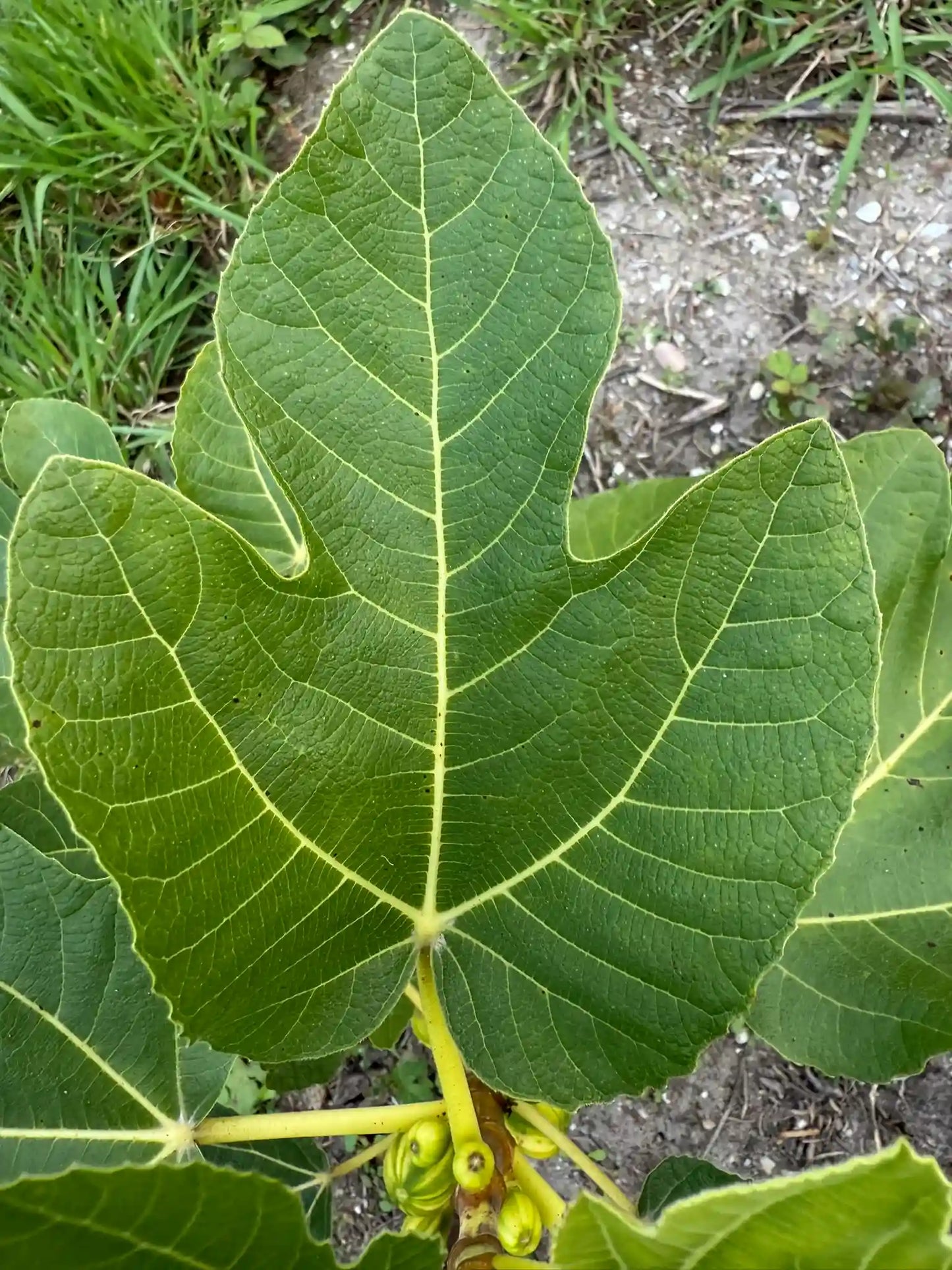 Rigato del Salento