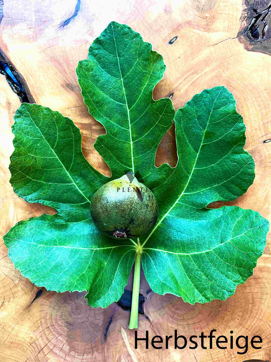 Feigenbaum - Settimo