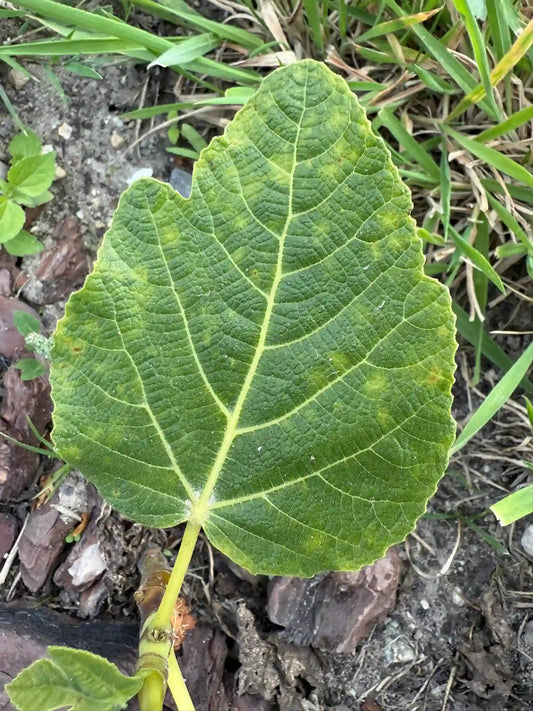 Feigenbaum - Smith