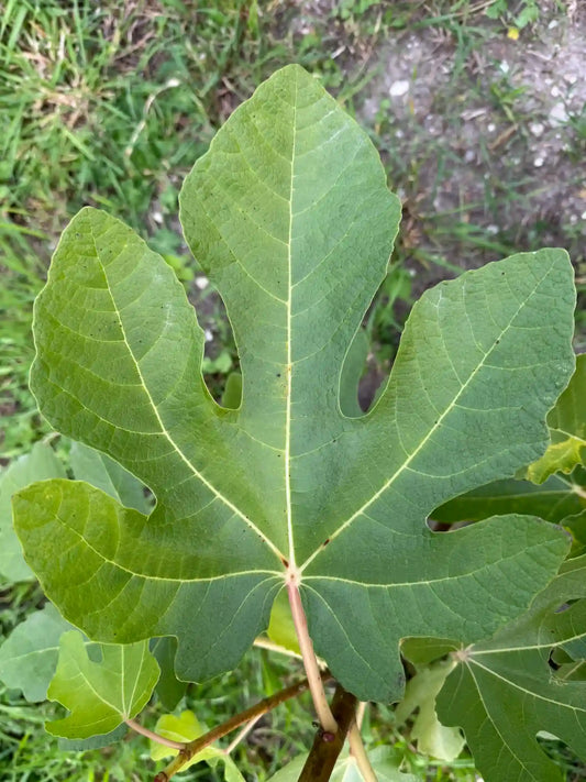 Feigenbaum - Sultane