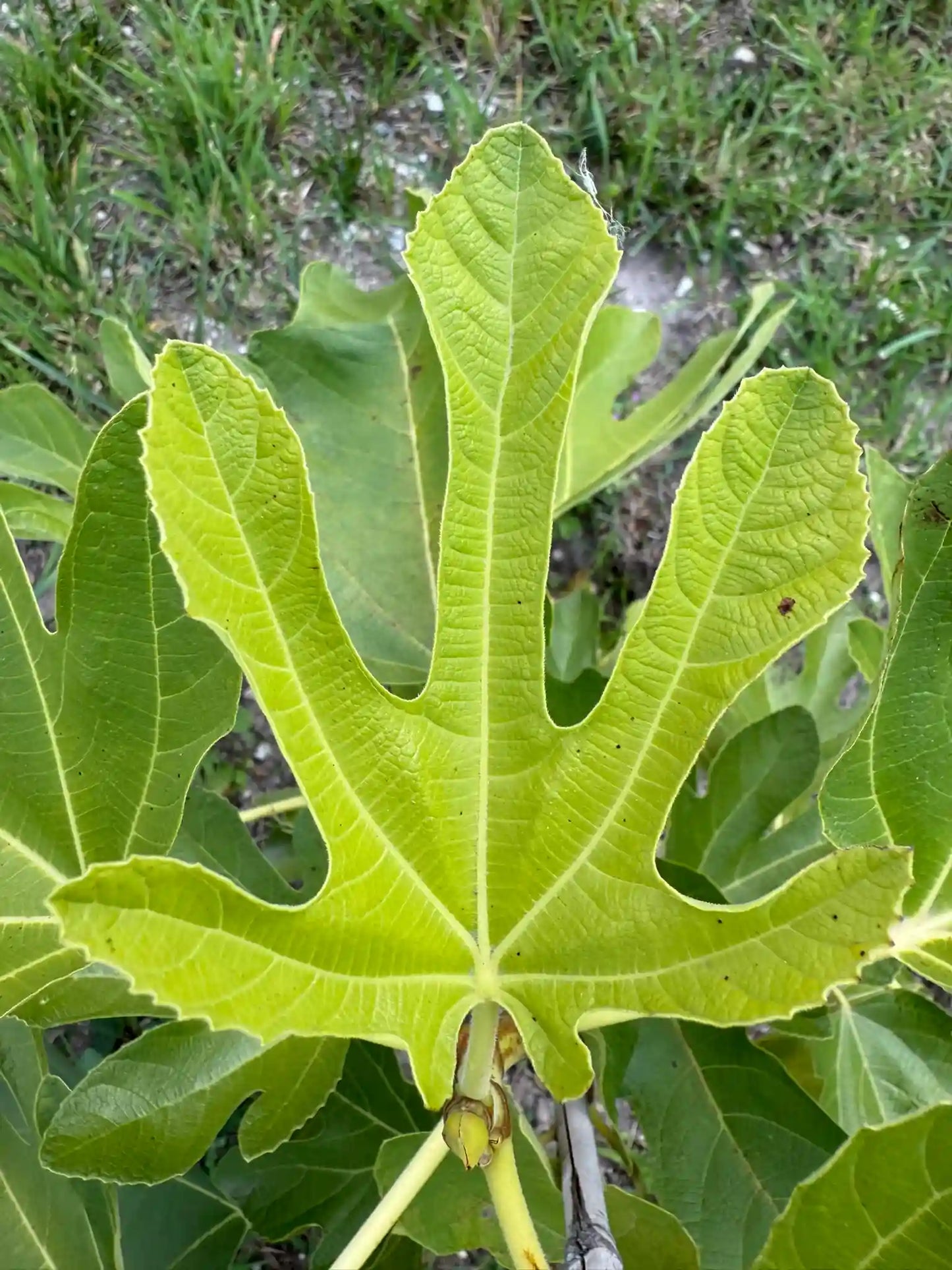 Tena