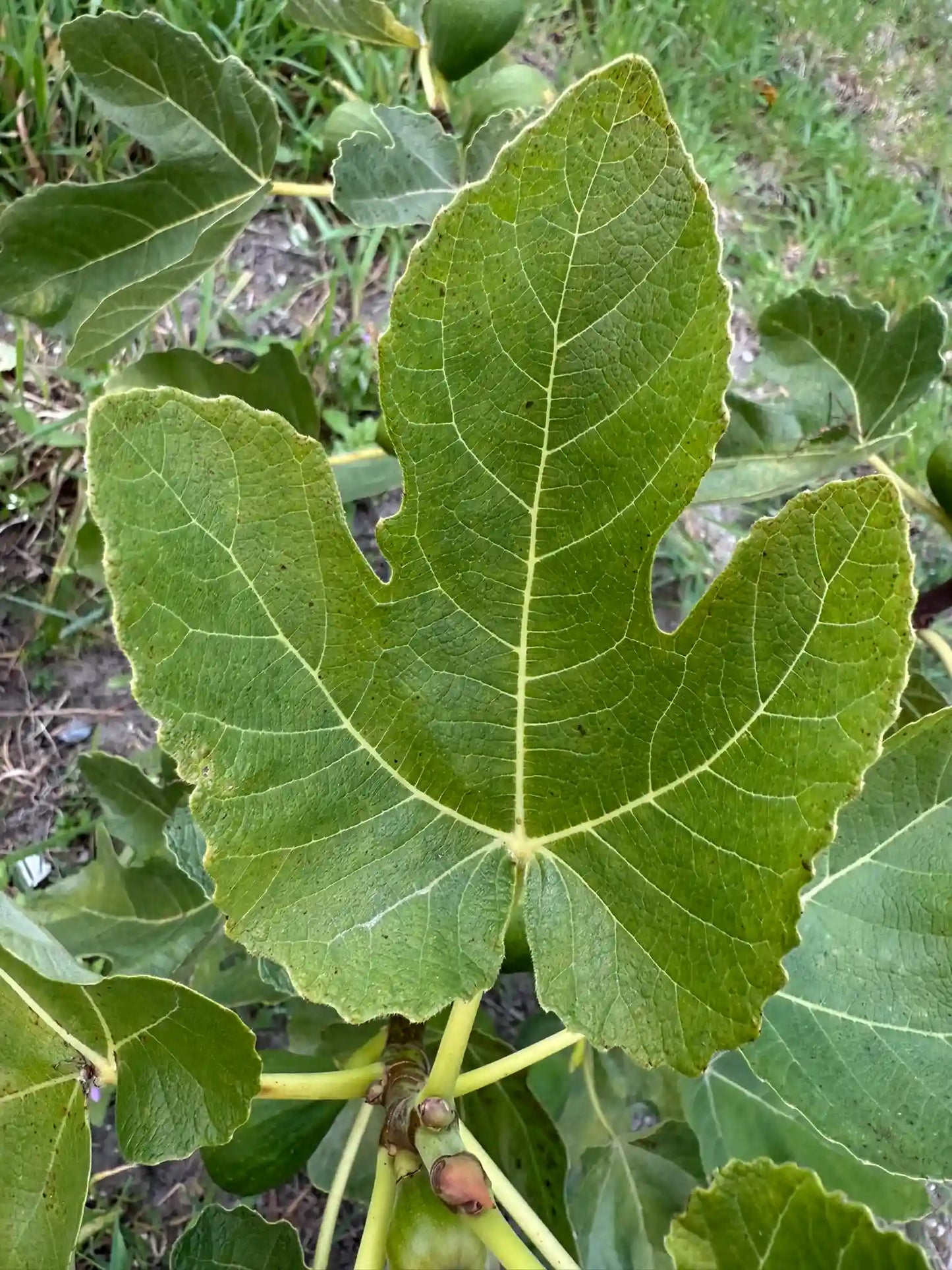 Feigenbaum - White Genoa