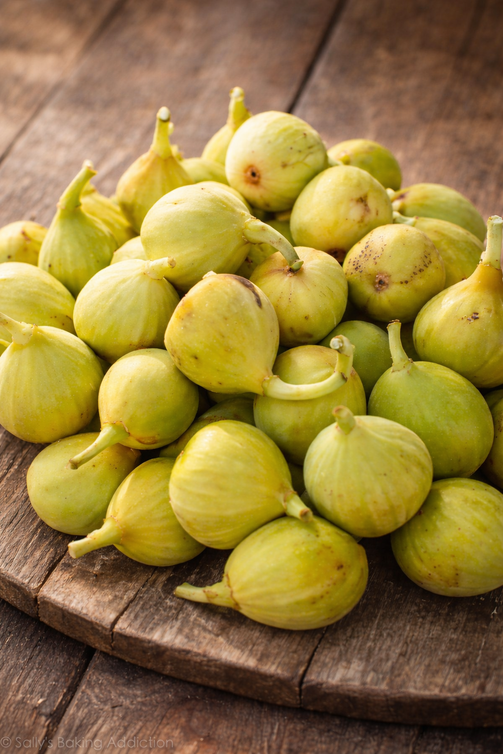 Feigenbaum - PX - Solambra