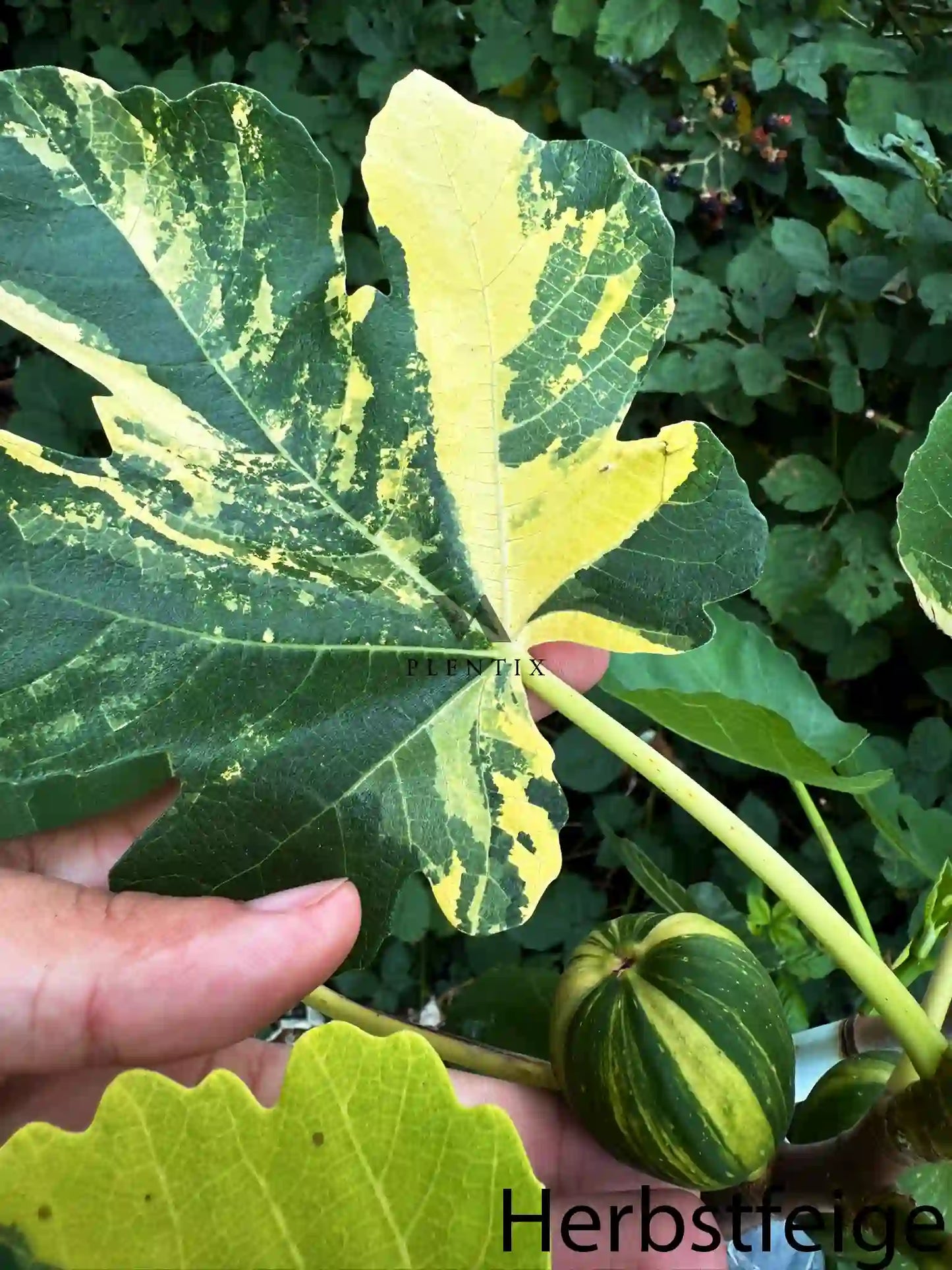Jolly Tiger Variegata