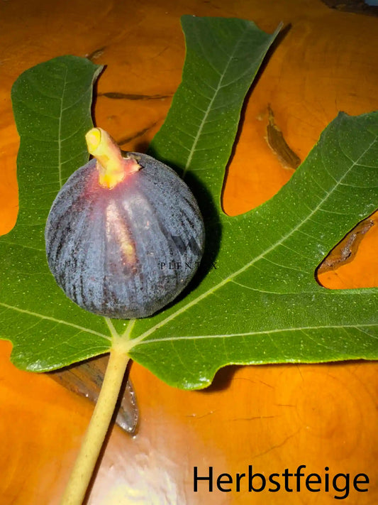 Feigenbaum - Ronde de Bordeaux