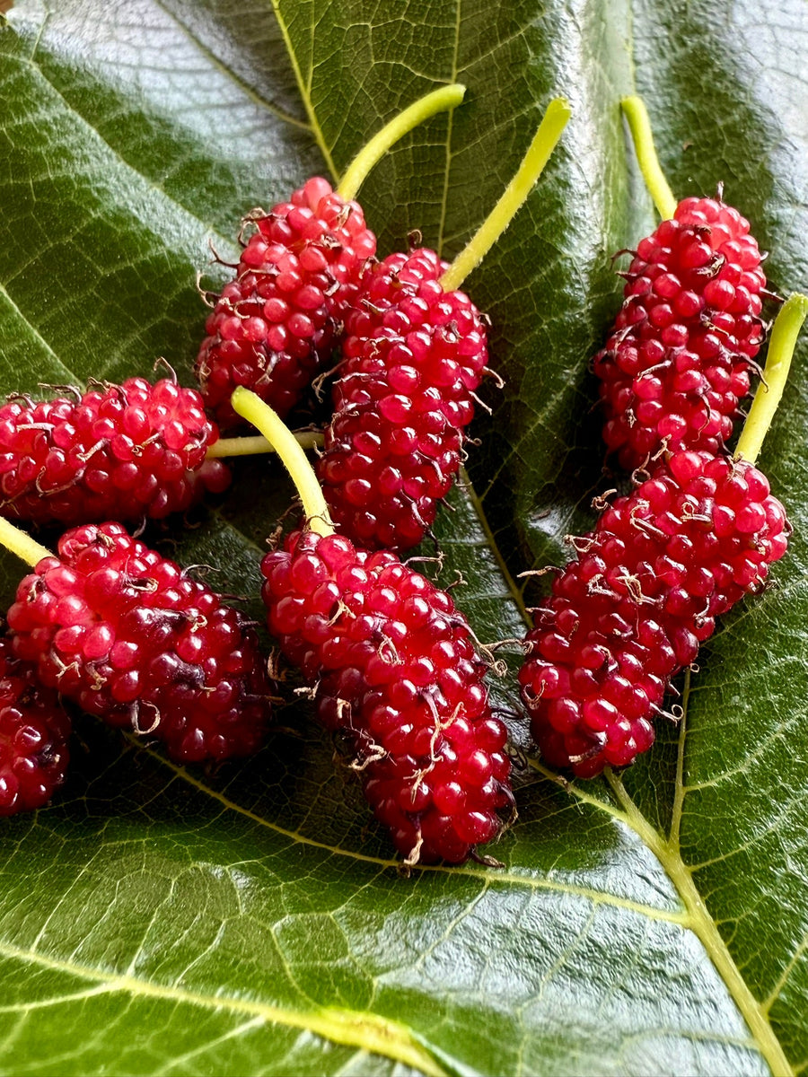Maulbeeren