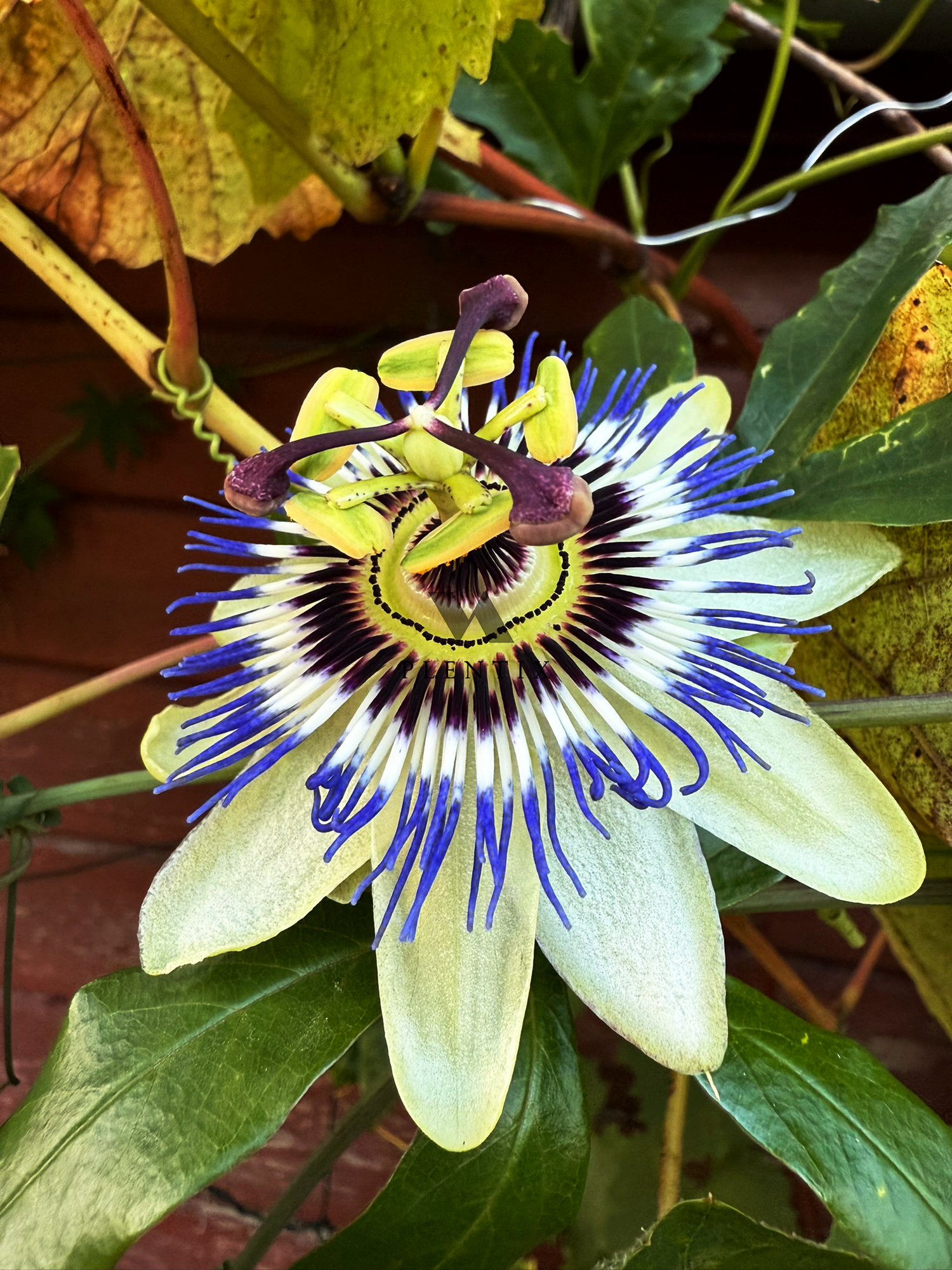 Essbare Passionsblumen
