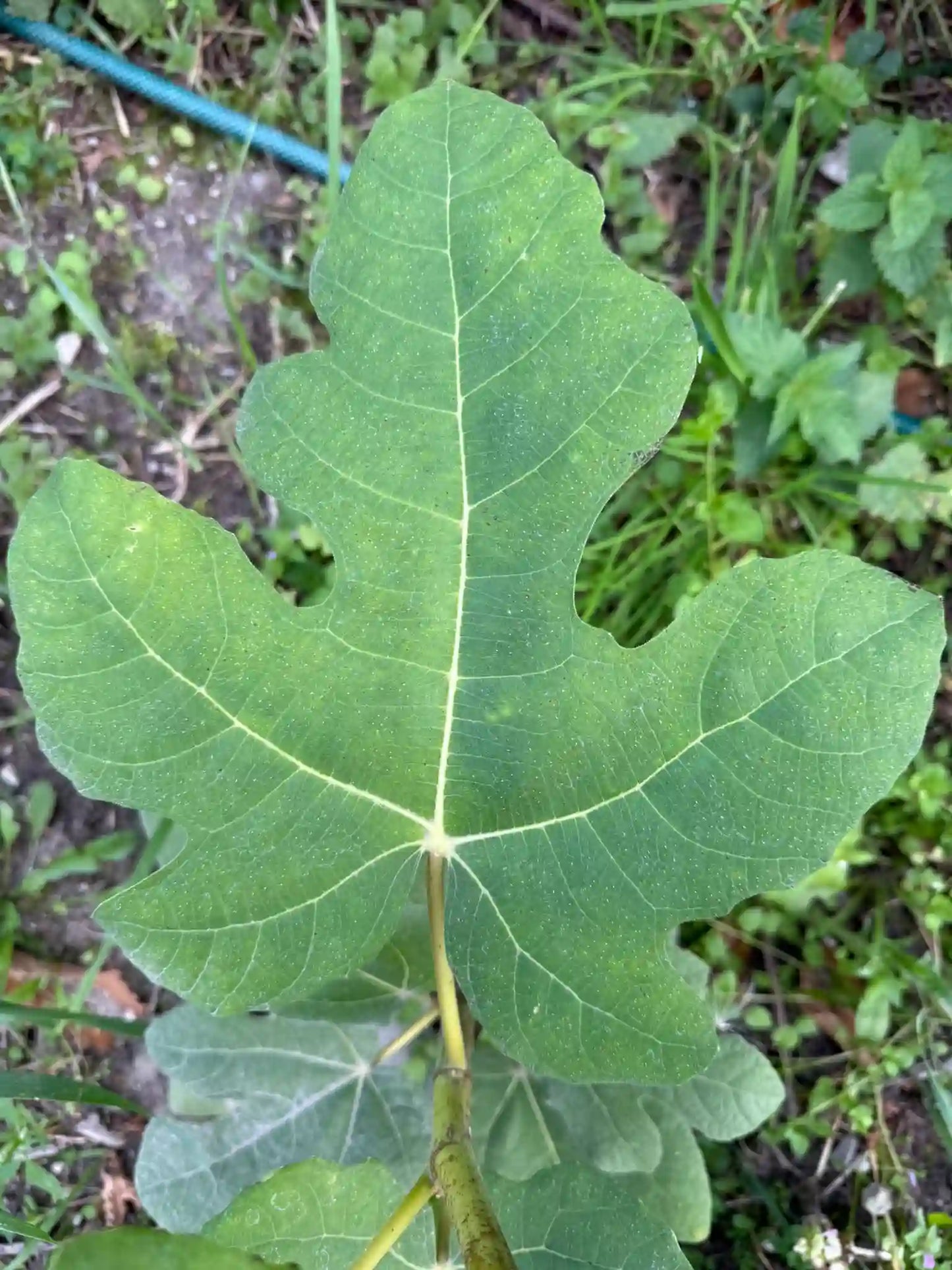 Feigenbaum - Abu Georg