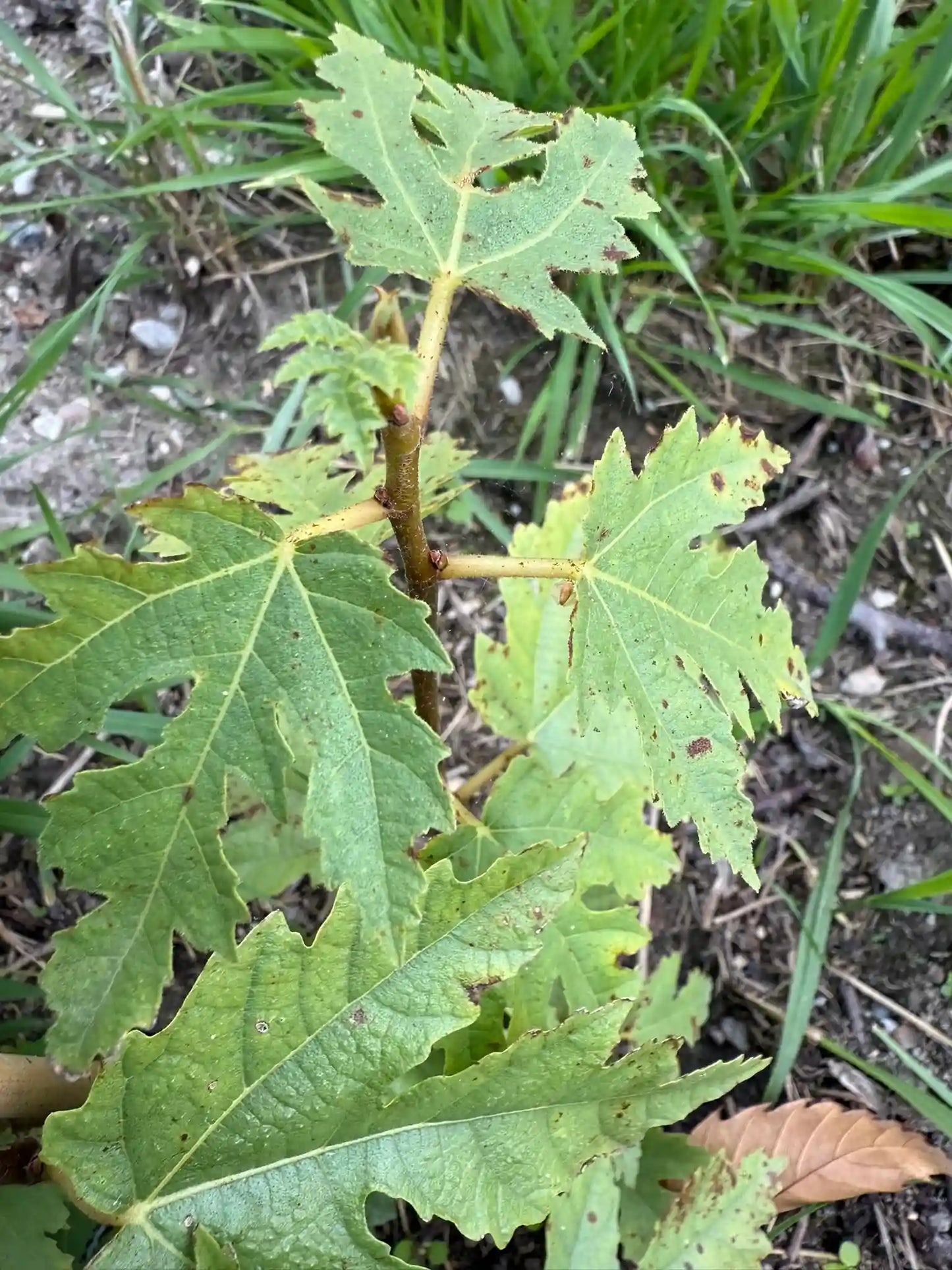 Feigenbaum - Afghanistanica