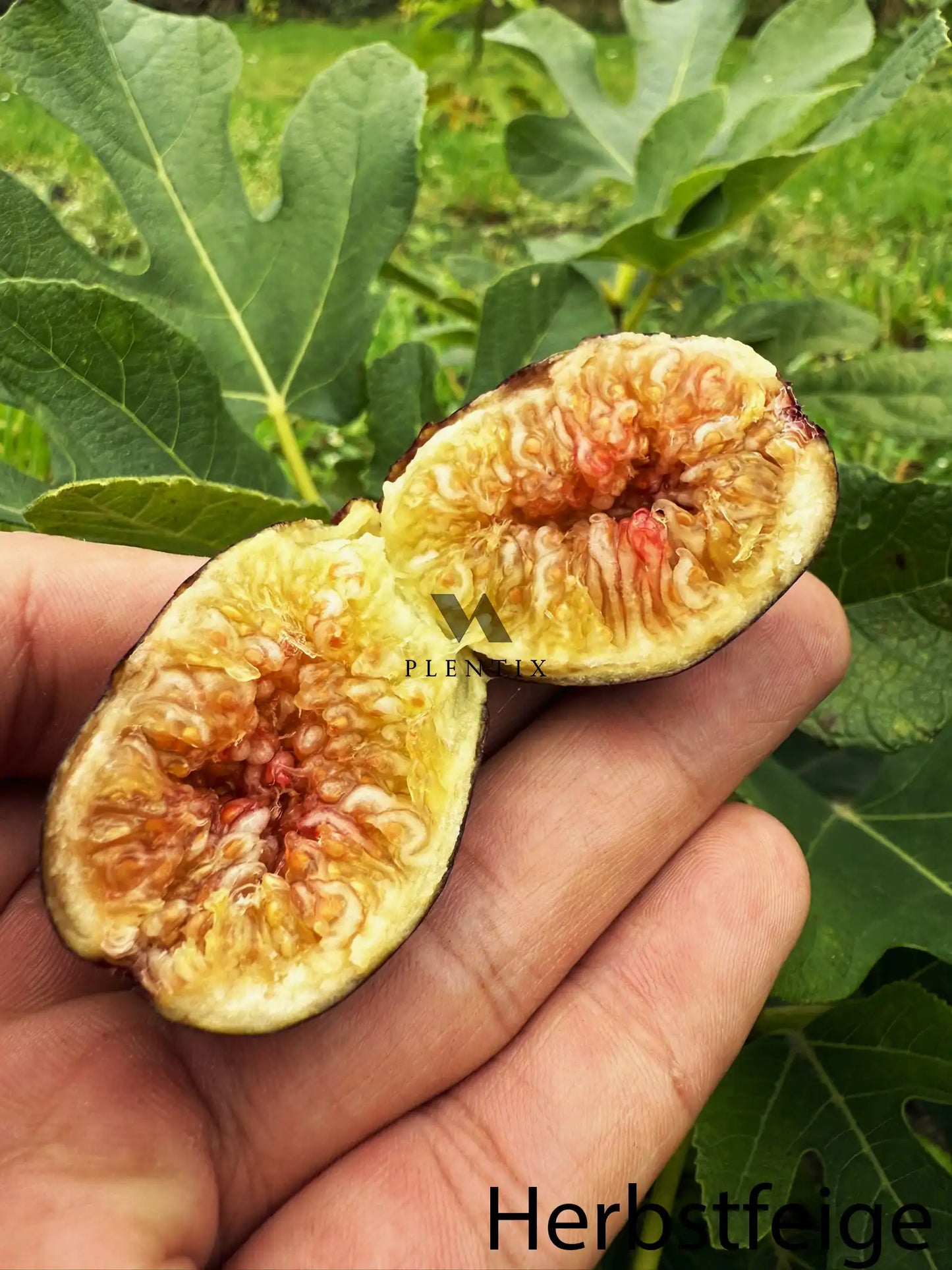 Feigenbaum - Blue Celeste