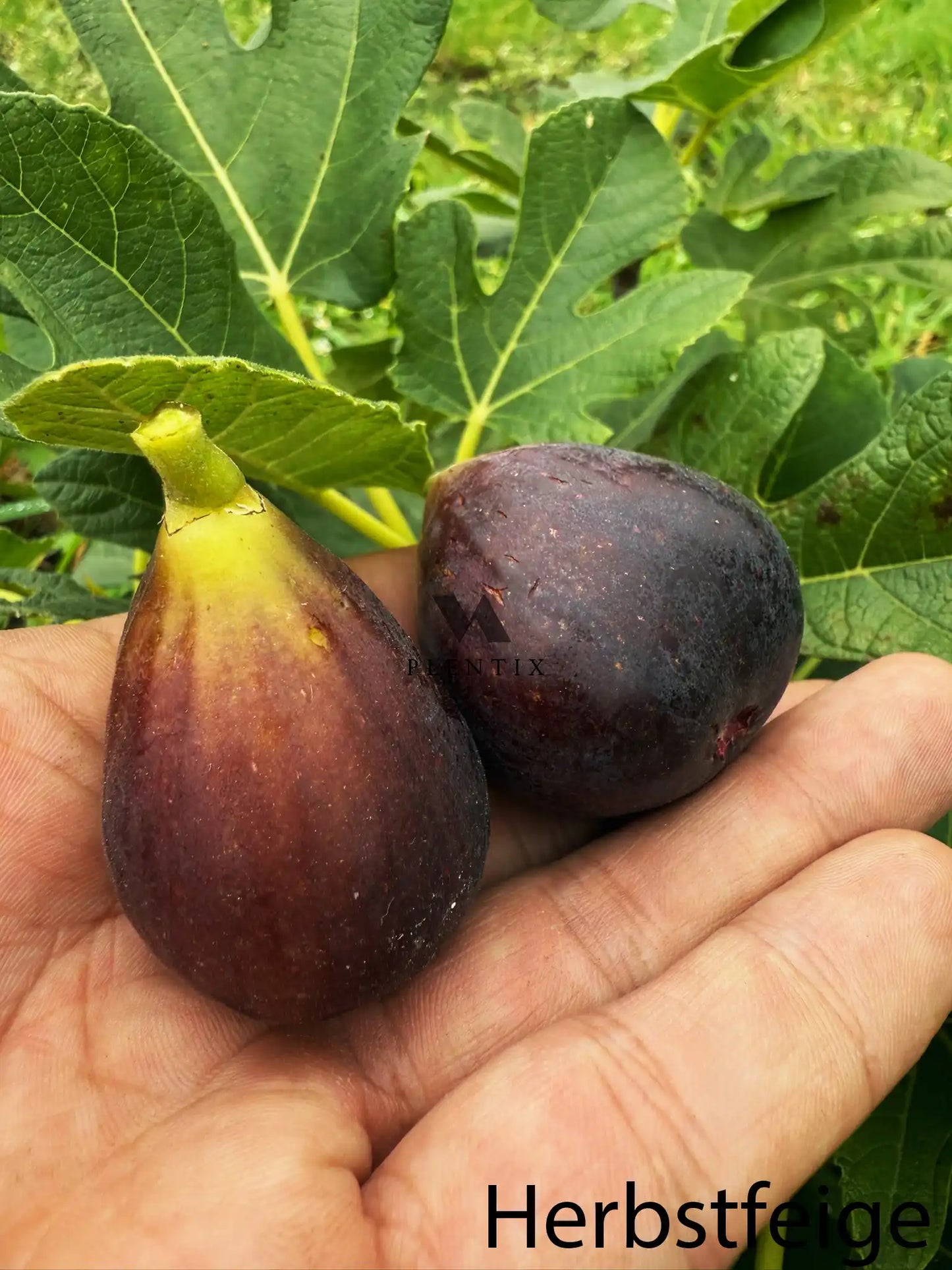 Feigenbaum - Blue Celeste