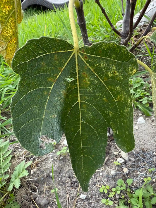Feigenbaum - Brogiotto Nero