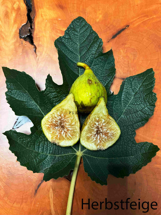 Calabacita