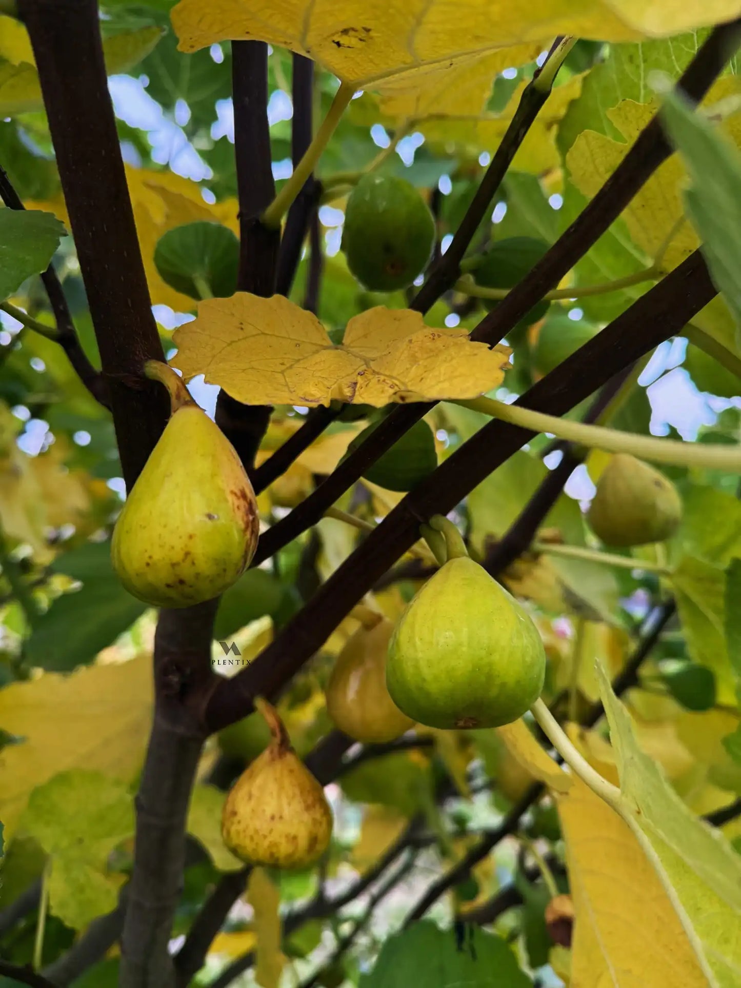 Feigenbaum - Calabacita