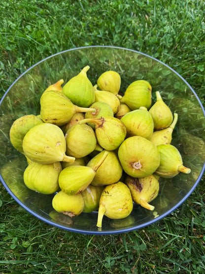 Feigenbaum - Calabacita