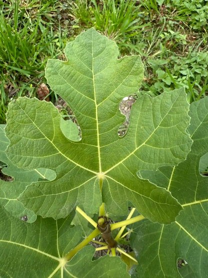 Feigenbaum - Campaniere