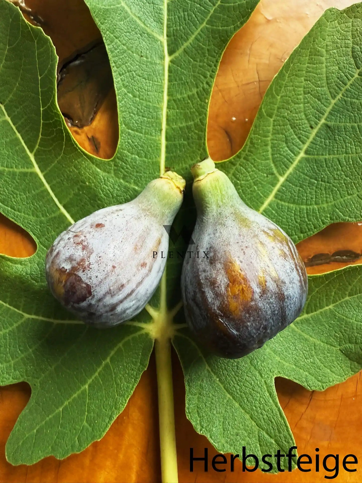 Feigenbaum - Col de dame Roja
