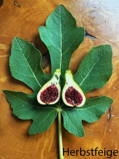 Feigenbaum - Col de dame Roja