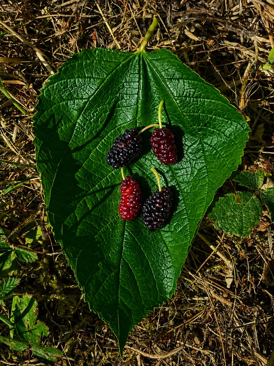 Morus rubra - Illinois Everbearing