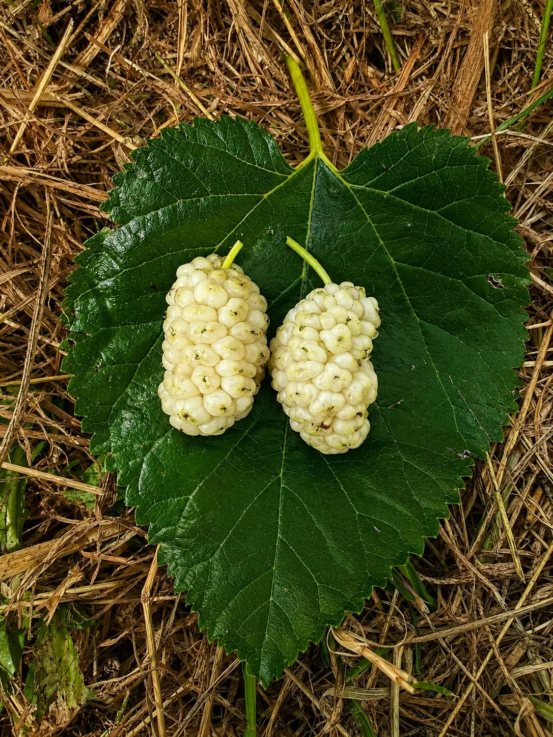 Morus rubra - Gelso Bianco