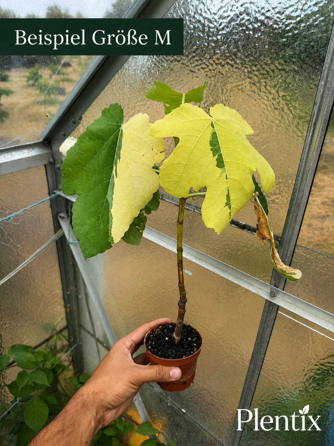 Feigenbaum - Jolly Tiger Variegata