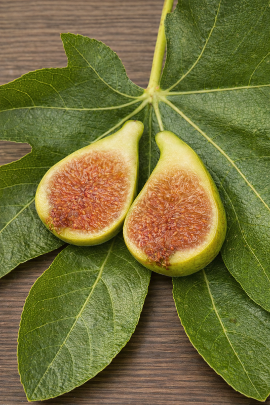 Feigenbaum - PX - Verde Gigante