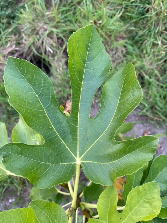 Conadria