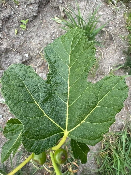 Feigenbaum - Dauphine