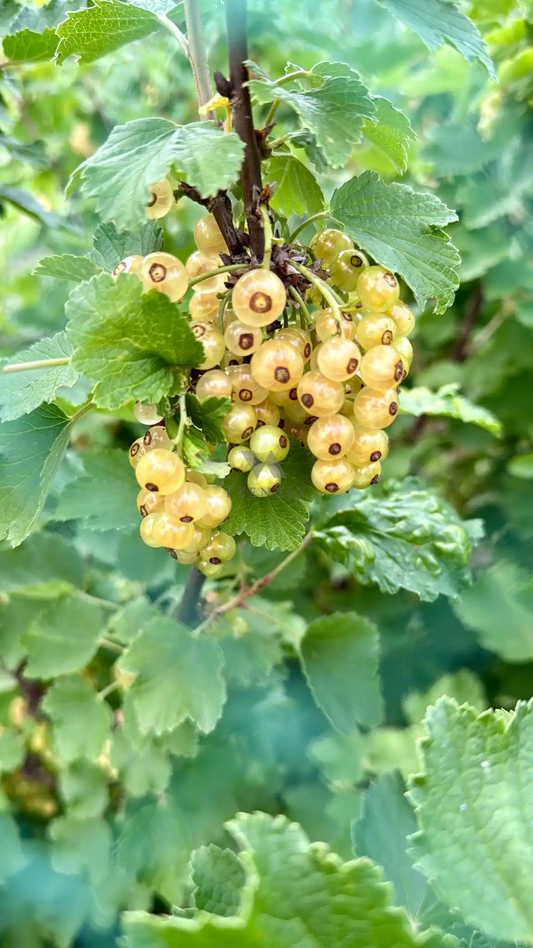 Johannisbeere - Gelb