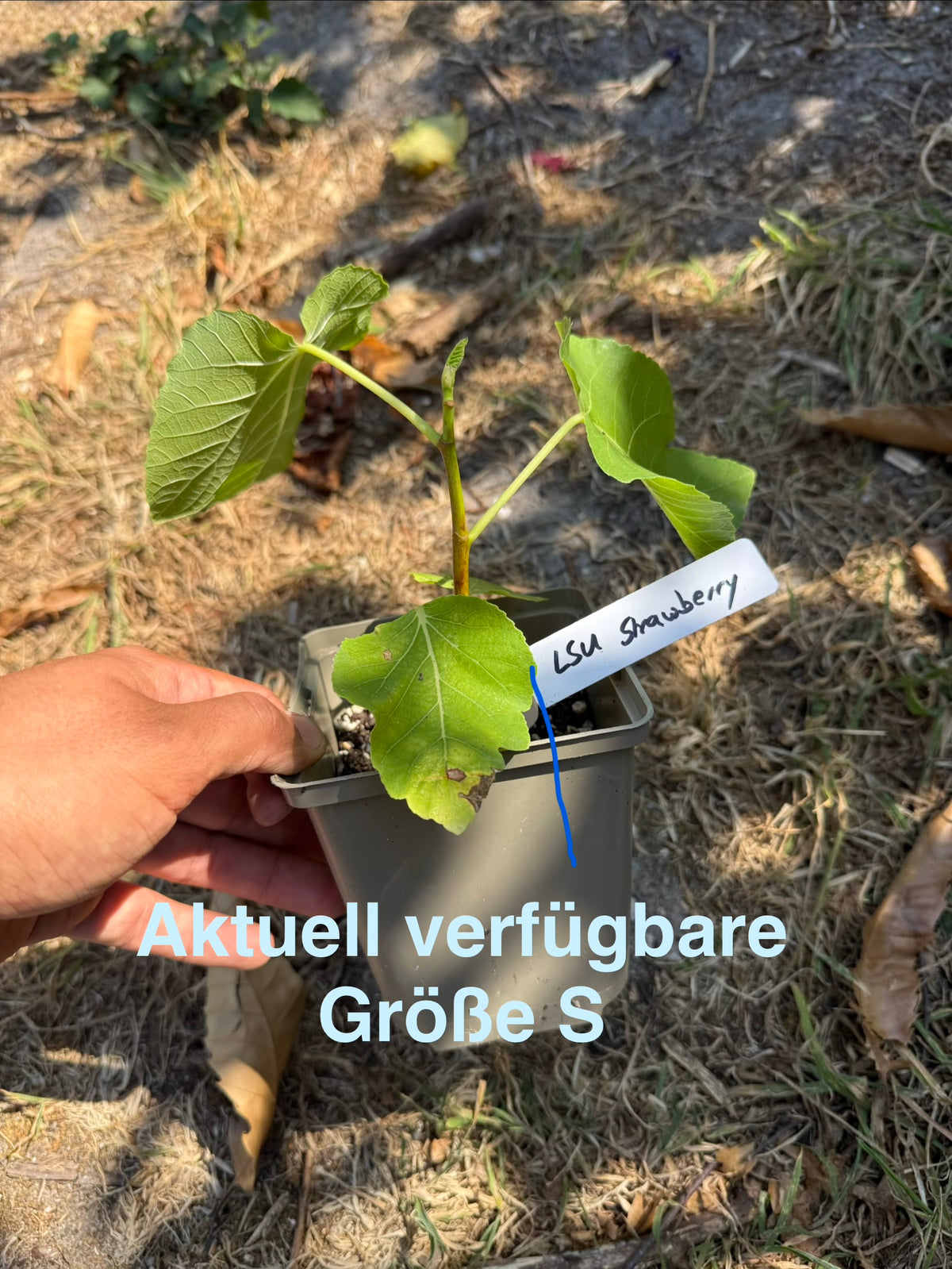 Feigenbaum - LSU Strawberry