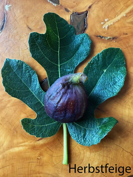 Feigenbaum - PX - Miel du Ciel