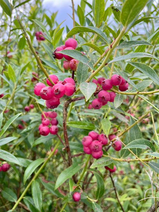 Blaubeere - Pink