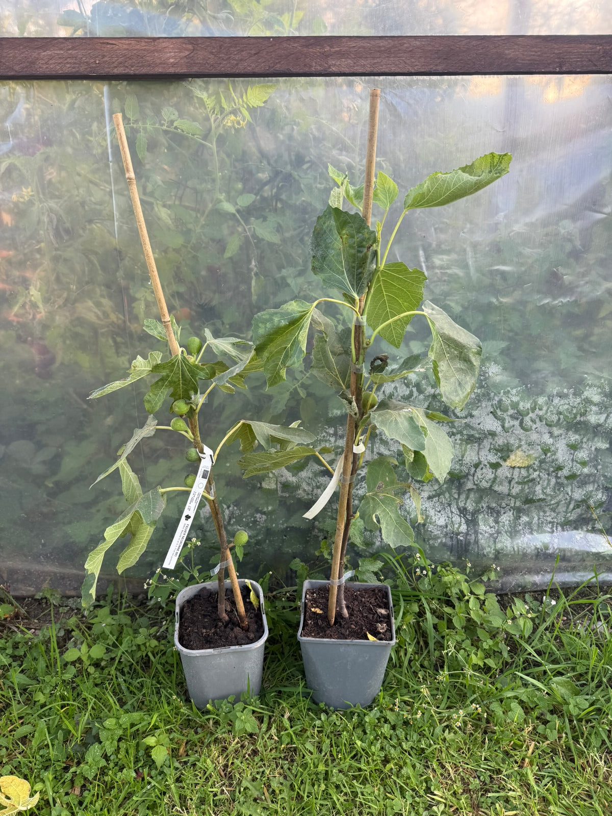 Feigenbaum - Negronne