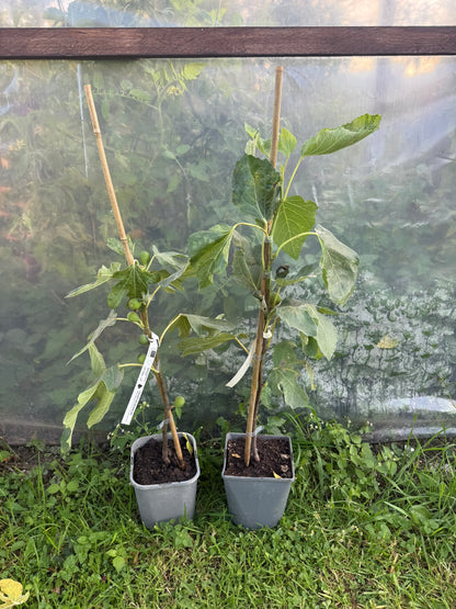Feigenbaum - Negronne