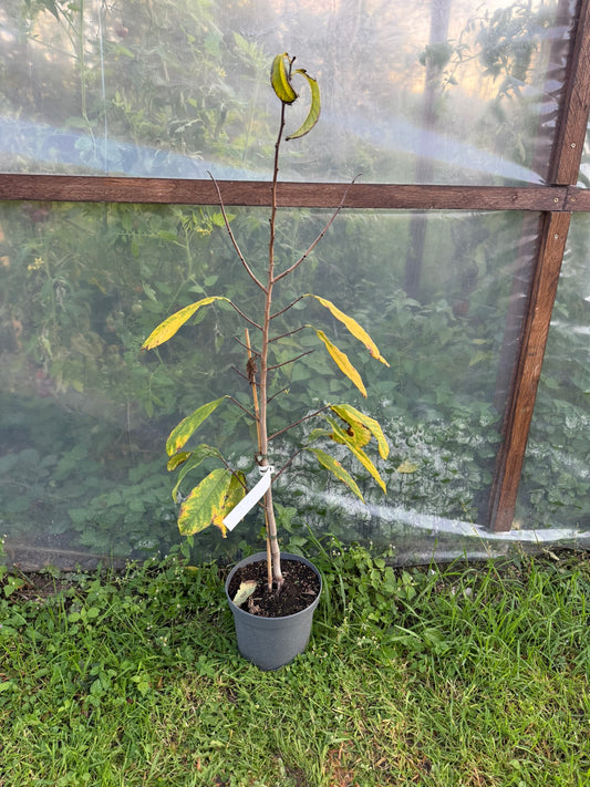 Indianerbanane - Sunflower