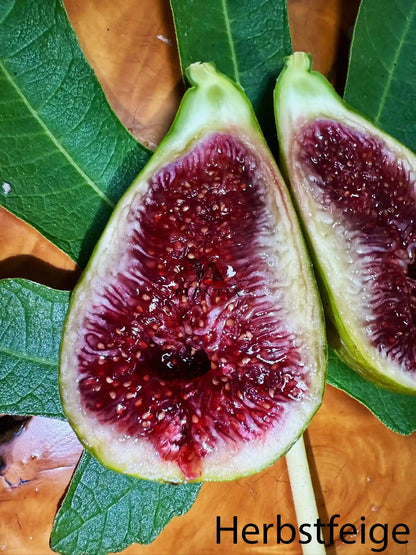 Feigenbaum - Dalmatie