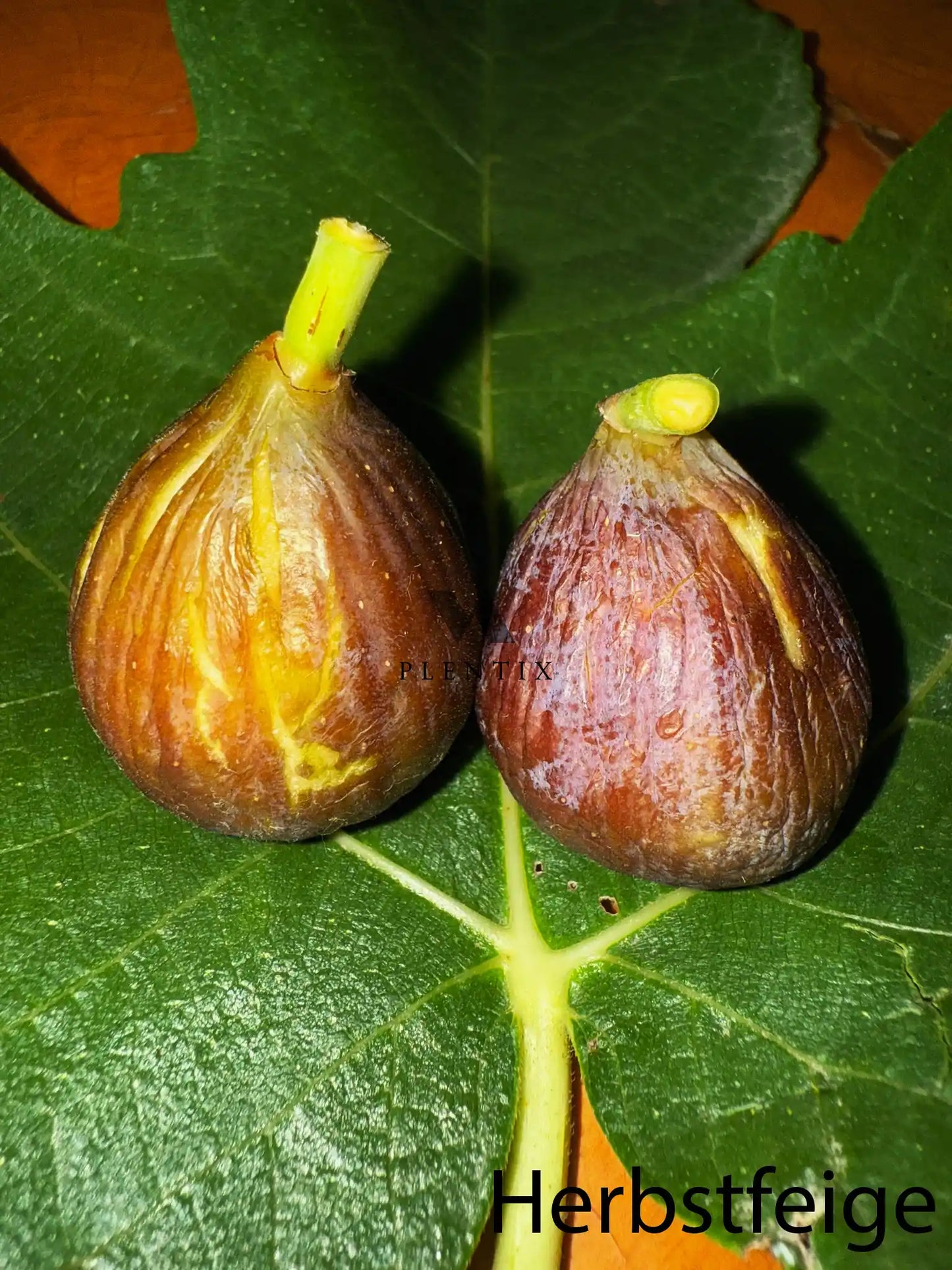 Feigenbaum - PX - Grise du Cœur Rouge