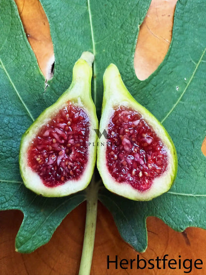 Feigenbaum - Michurinska-Green