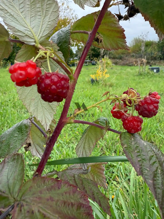 Herbsthimbeere - Heritage