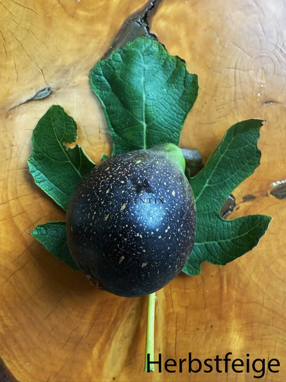 Feigenbaum - Brunswick v.V.