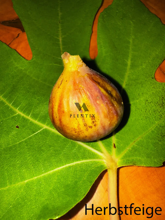 Feigenbaum - PX - Verdorouge