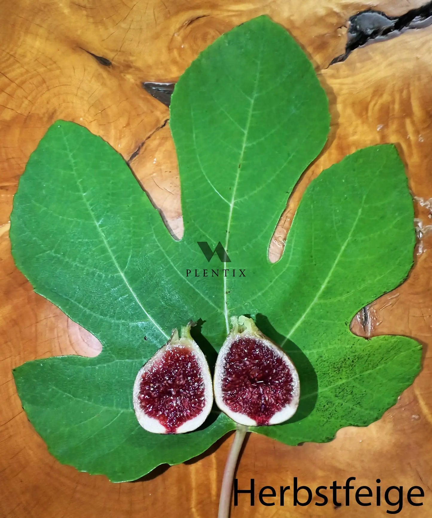 Feigenbaum - PX - Verdorouge