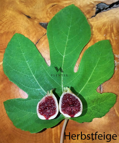 Feigenbaum - PX - Verdorouge