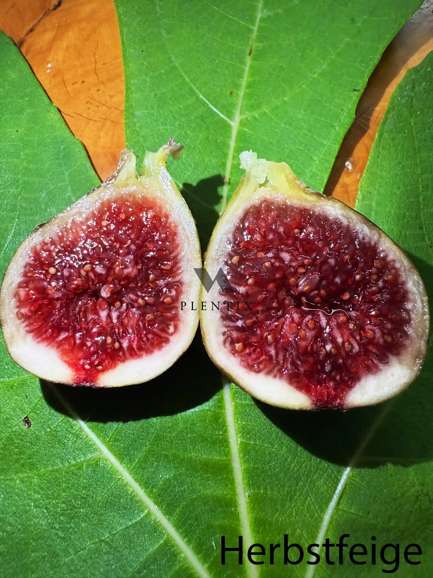 Feigenbaum - PX - Verdorouge