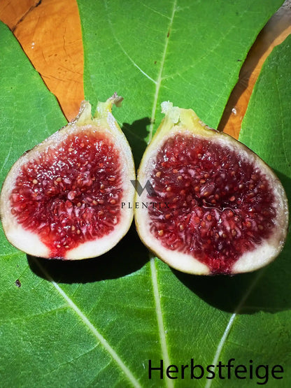 Feigenbaum - PX - Verdorouge