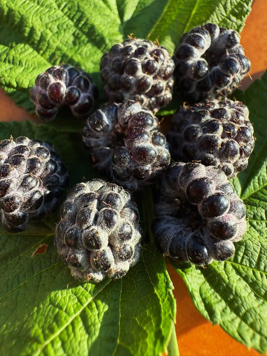Sommerhimbeere - Black Jewel