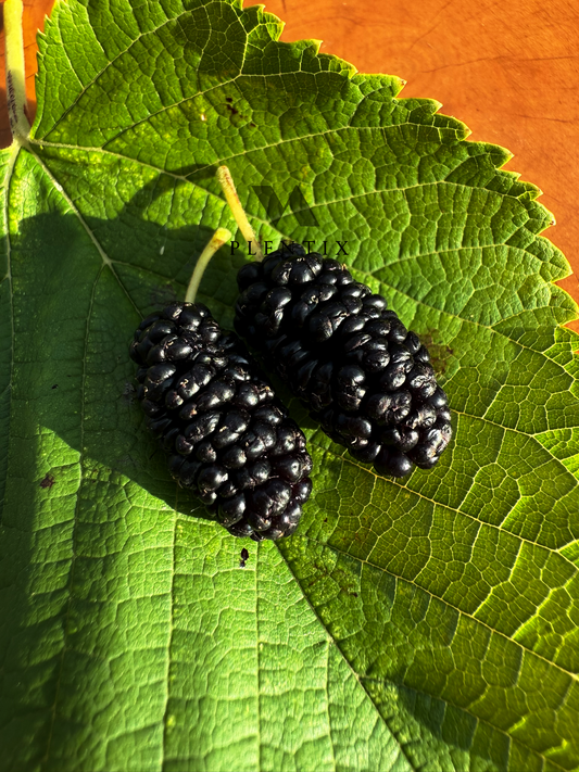 Morus rubra - Wellington