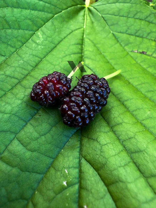 Morus rubra - Capsrum