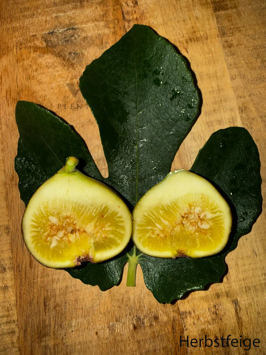 Feigenbaum - PX - Miel du Ciel