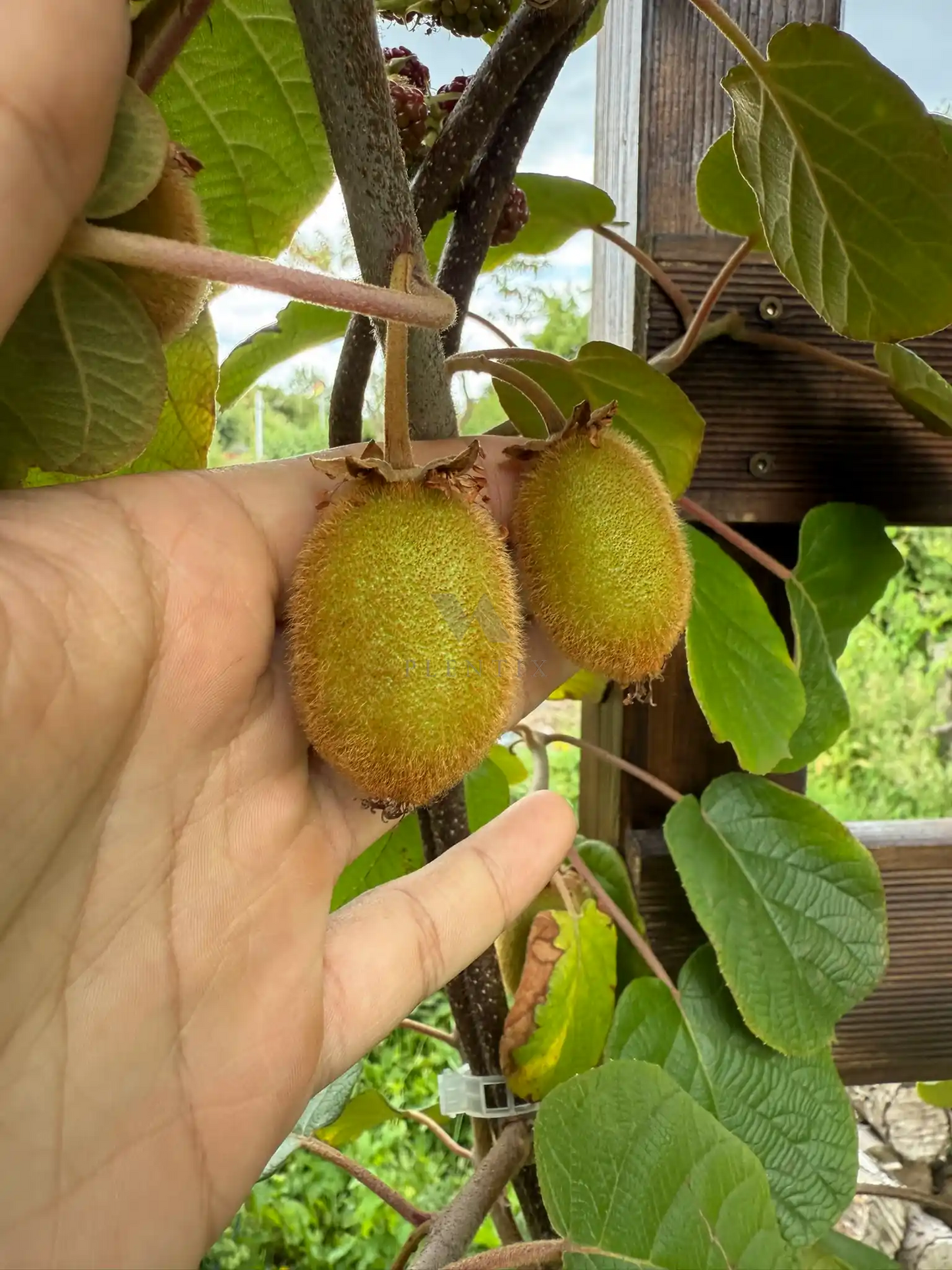 Kiwi - Charpathia